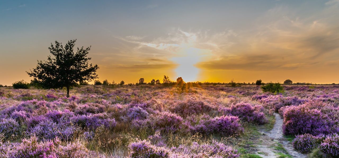 Wanneer is het Golden Hour?