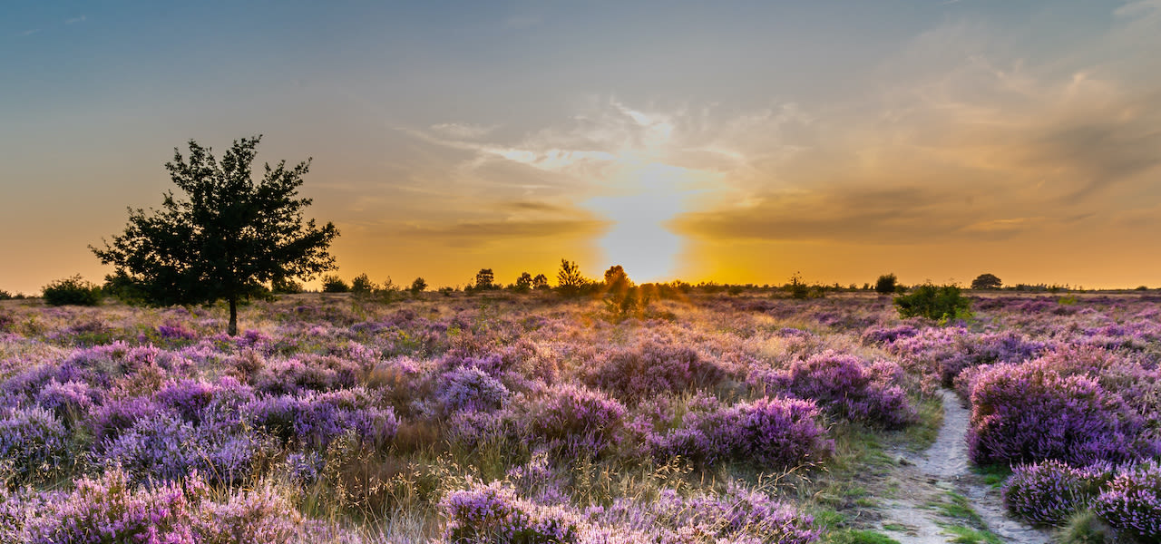 Het Golden hour op de Veluwe. Foto: Adobe Stock / Hilda Weges