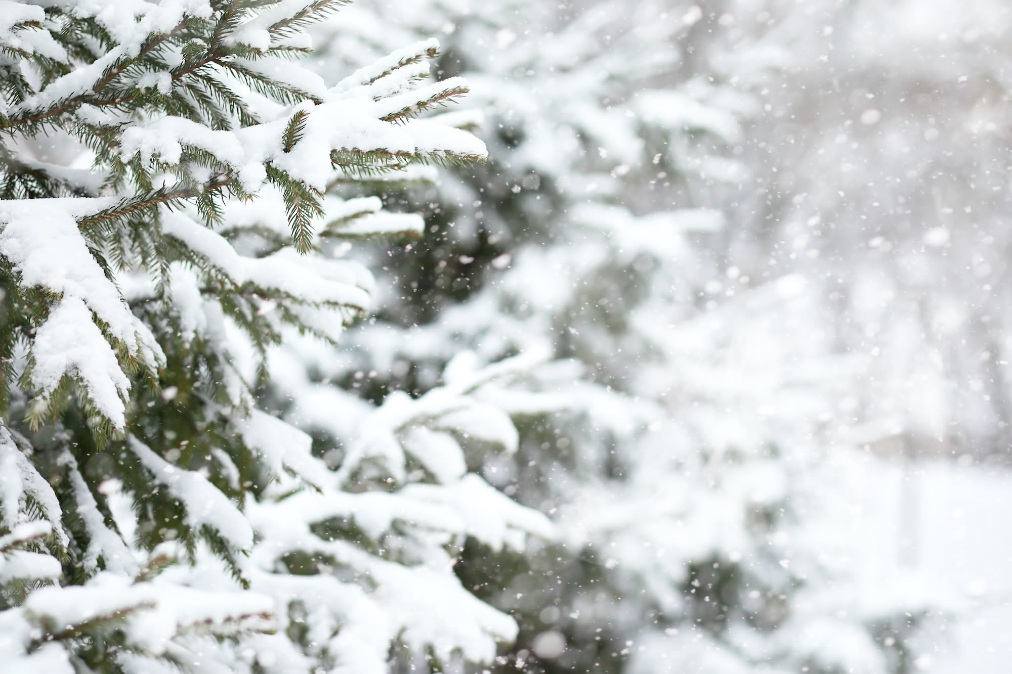 Sneeuw op takken van kerstboom. Foto: AdobeStock / alexkich