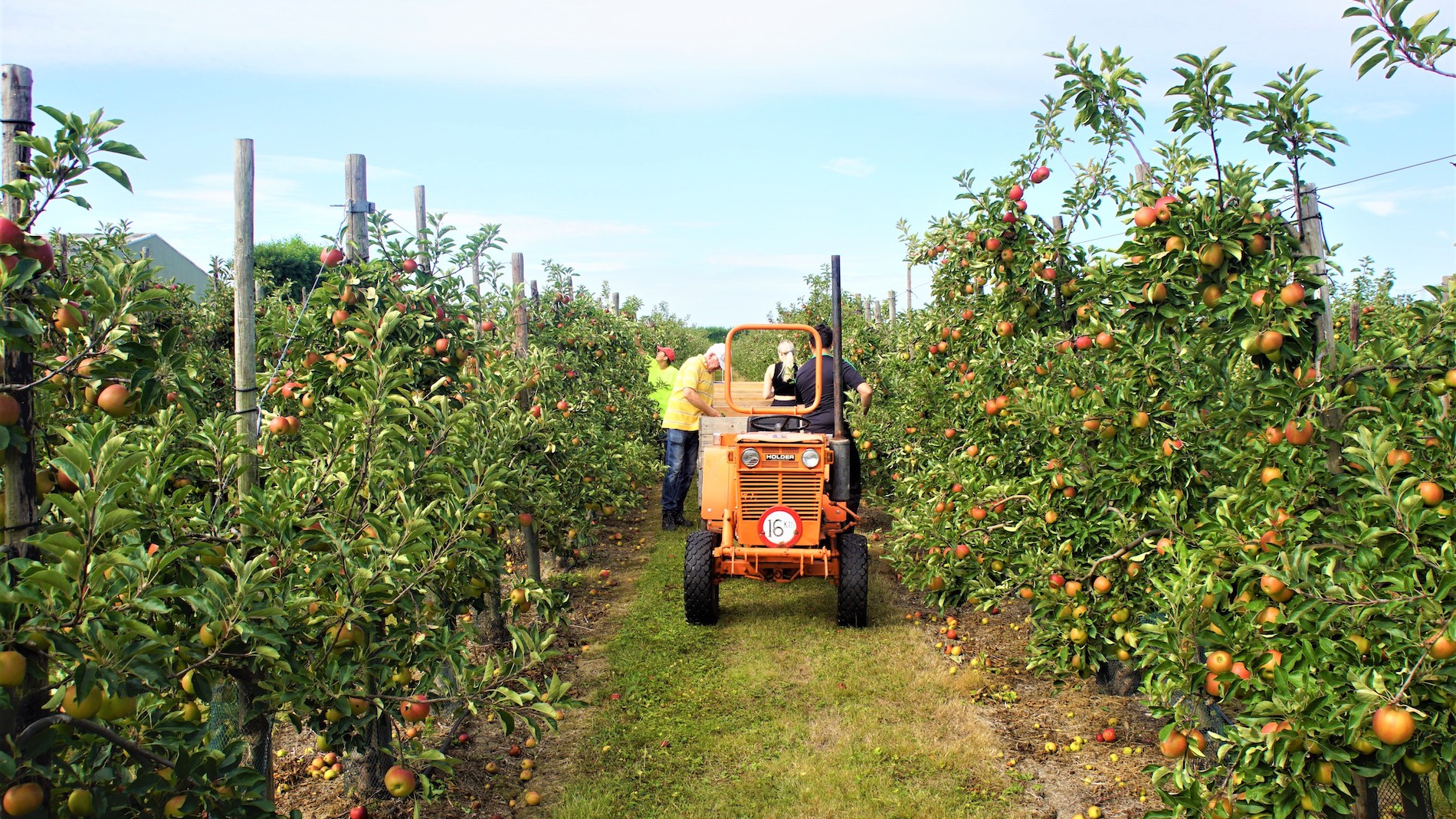 Donderdag wordt waarschijnlijk een goede appelpluk-dag. Foto: Piet Grim