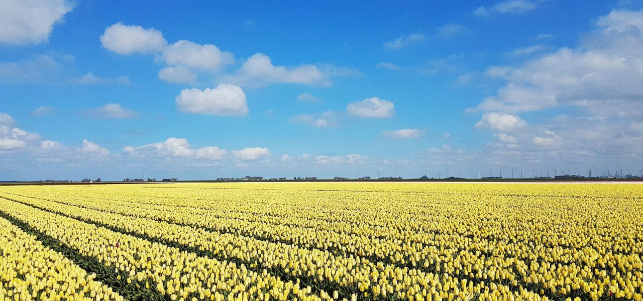 Tulpen-bij-mooi-lenteweer-in-april-1280x600
