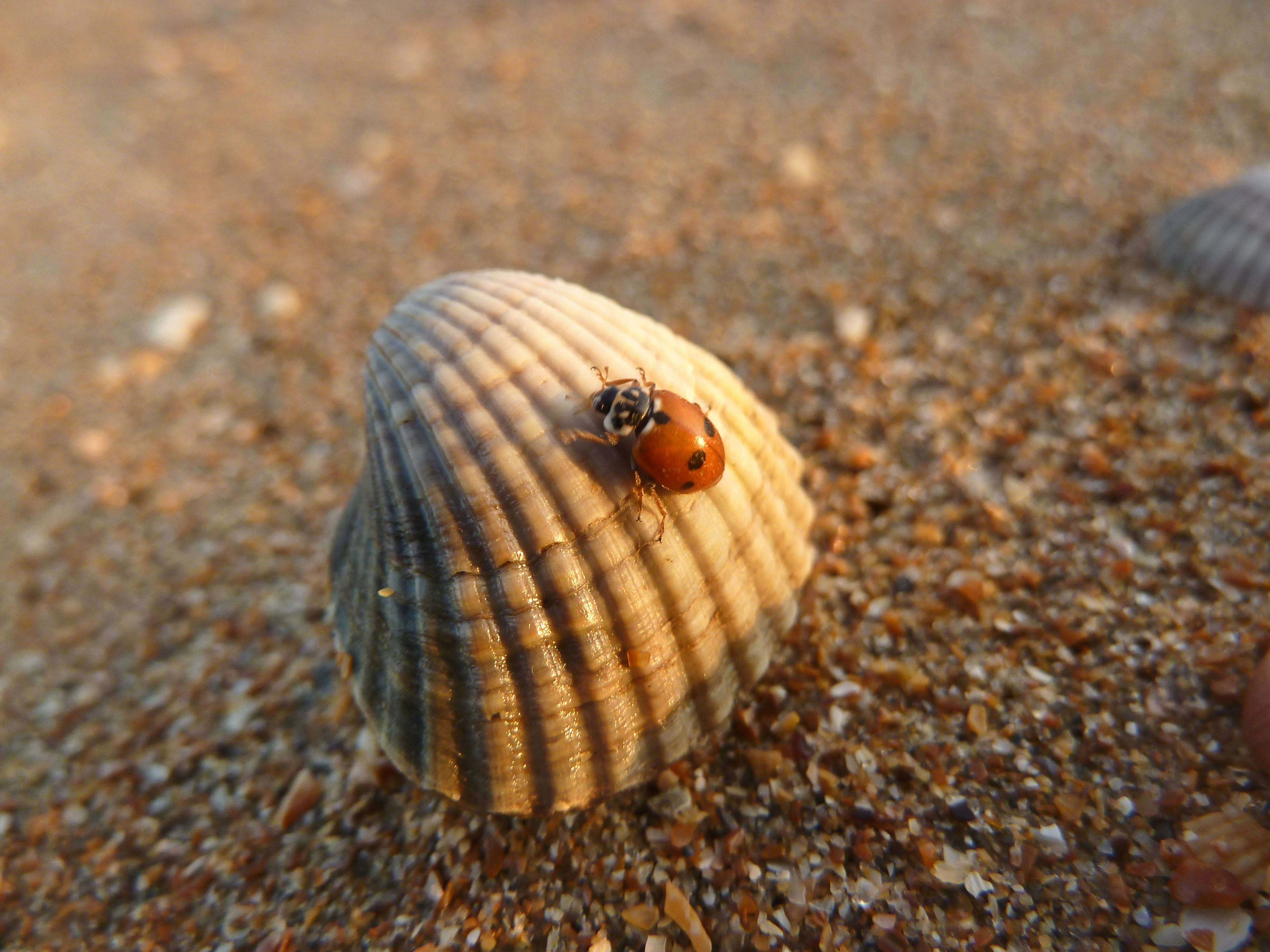 Zo ontstaat een plaag van lieveheersbeestjes aan de kust