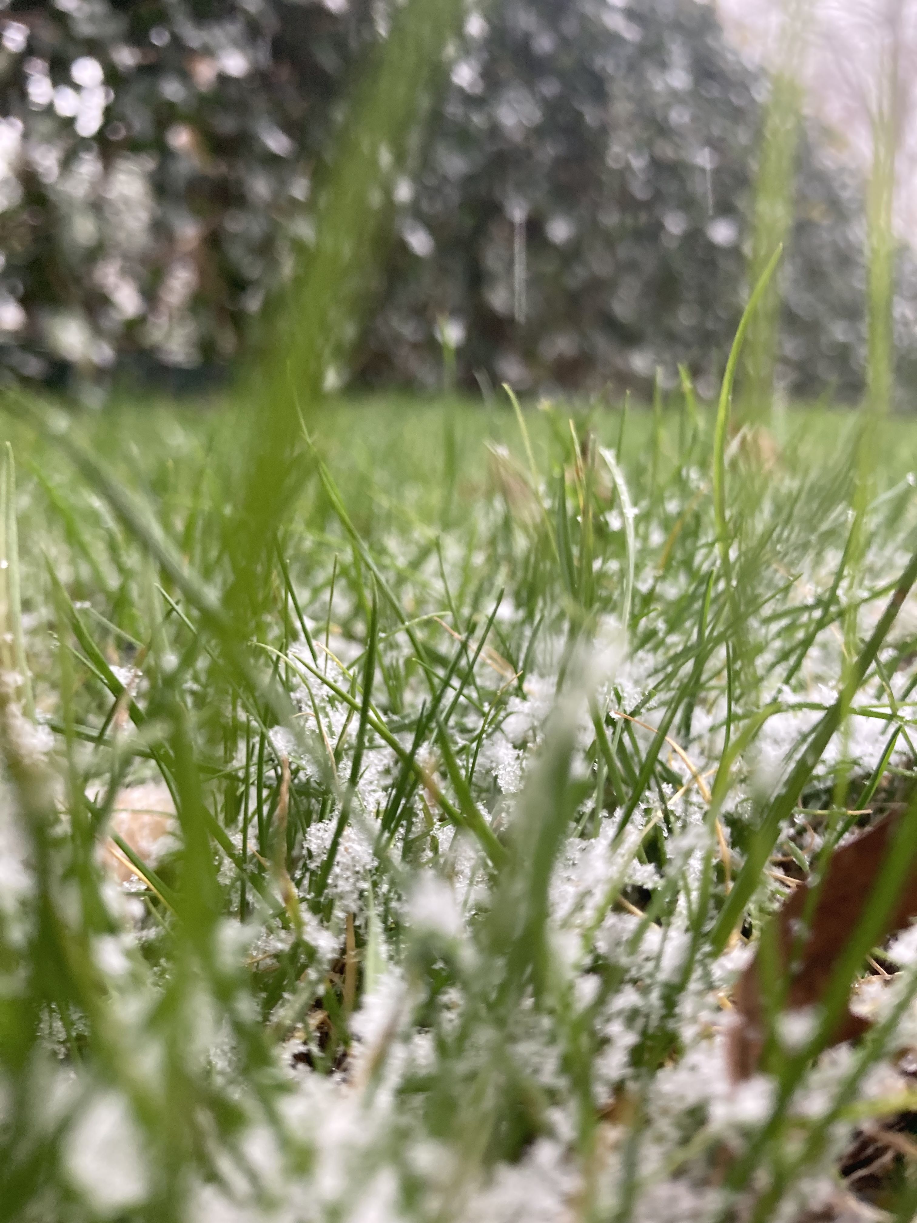 Sneeuw blijft een beetje liggen in het gras maar smelt weer weg