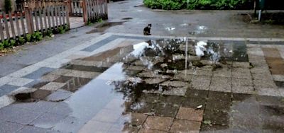 Zo maak je je tuin klimaatbestendig