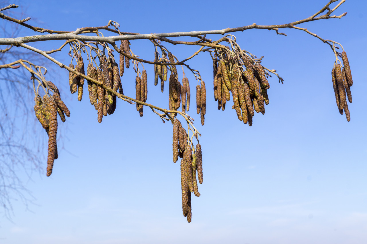 Els veroorzaakt vroege hooikoortsklachten. Foto: Adobe Stock / Gabort