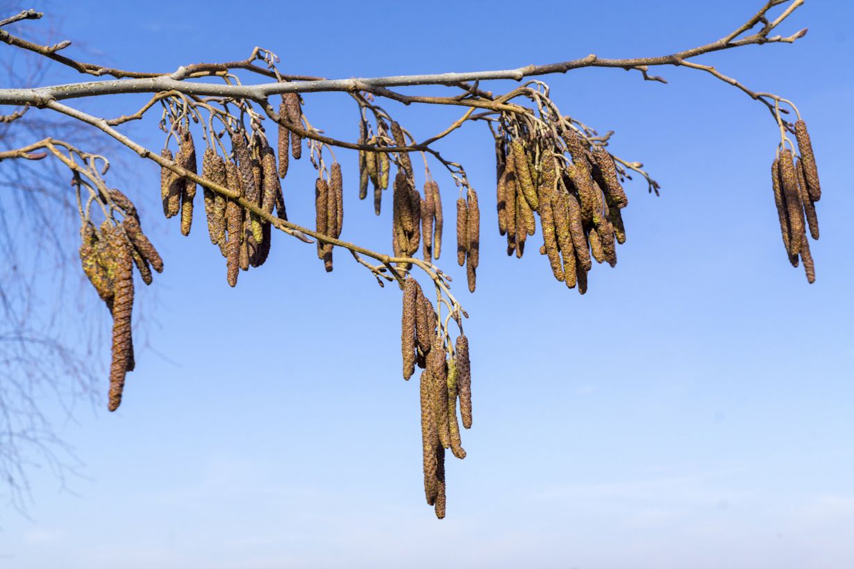 Els veroorzaakt vroege hooikoortsklachten. Foto: Adobe Stock / Gabort