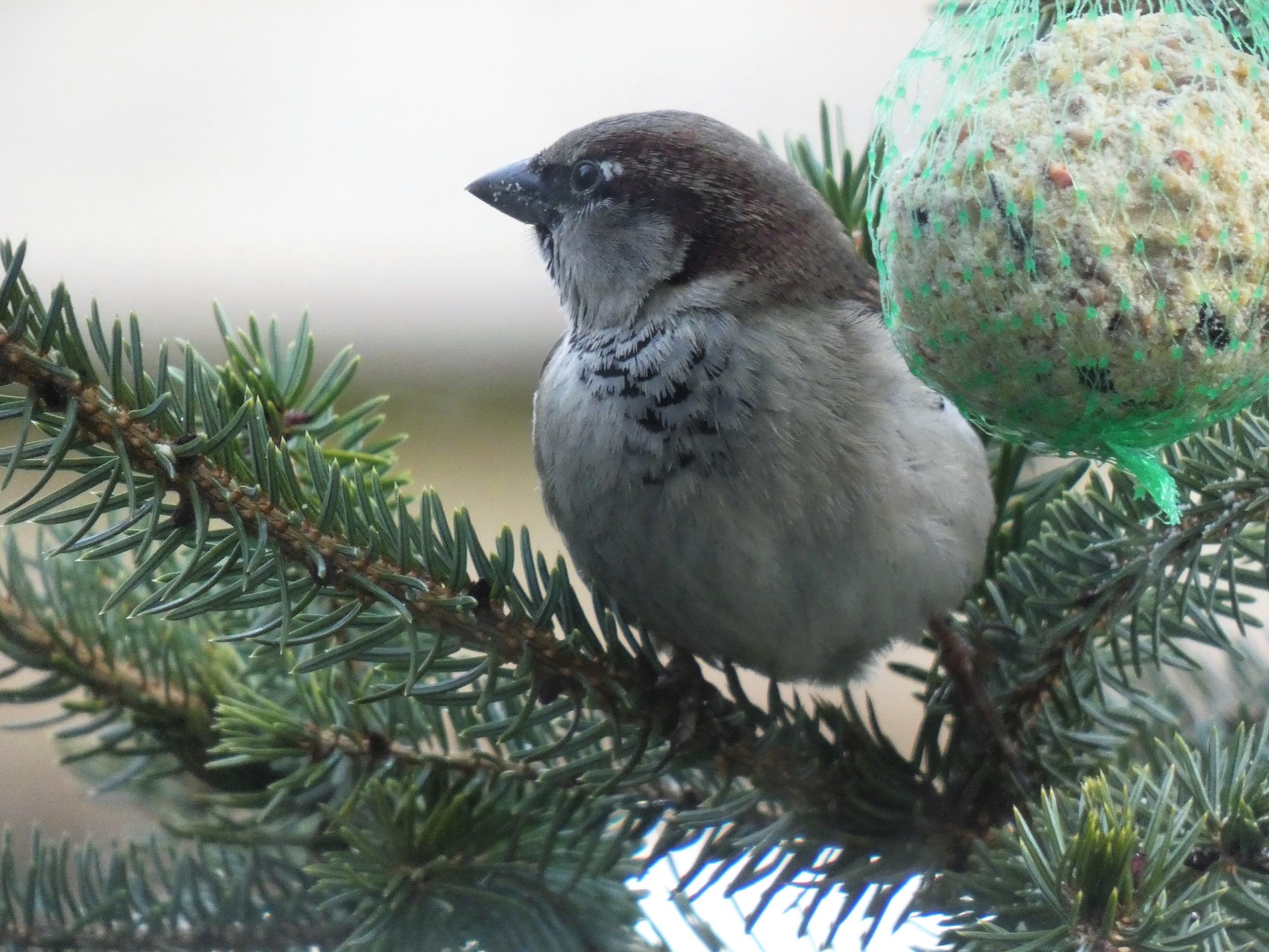 Vogeltje in de kerstboom. Foto: Anne-Marie van Iersel