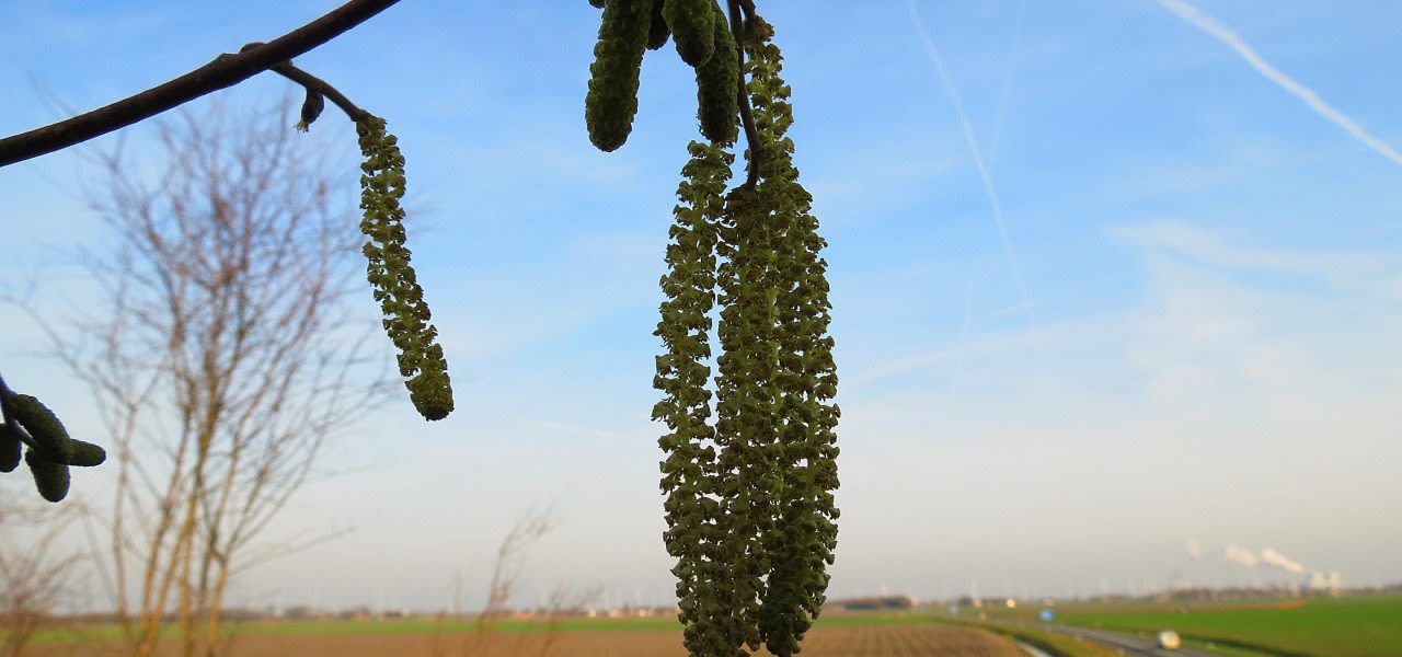 Lente in december 2015. Foto: Jannes Wiersema