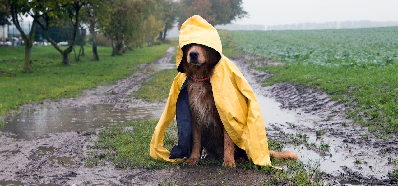 Écht hondenweer! Foto: Adobe Stock / Sabine Schönfeld