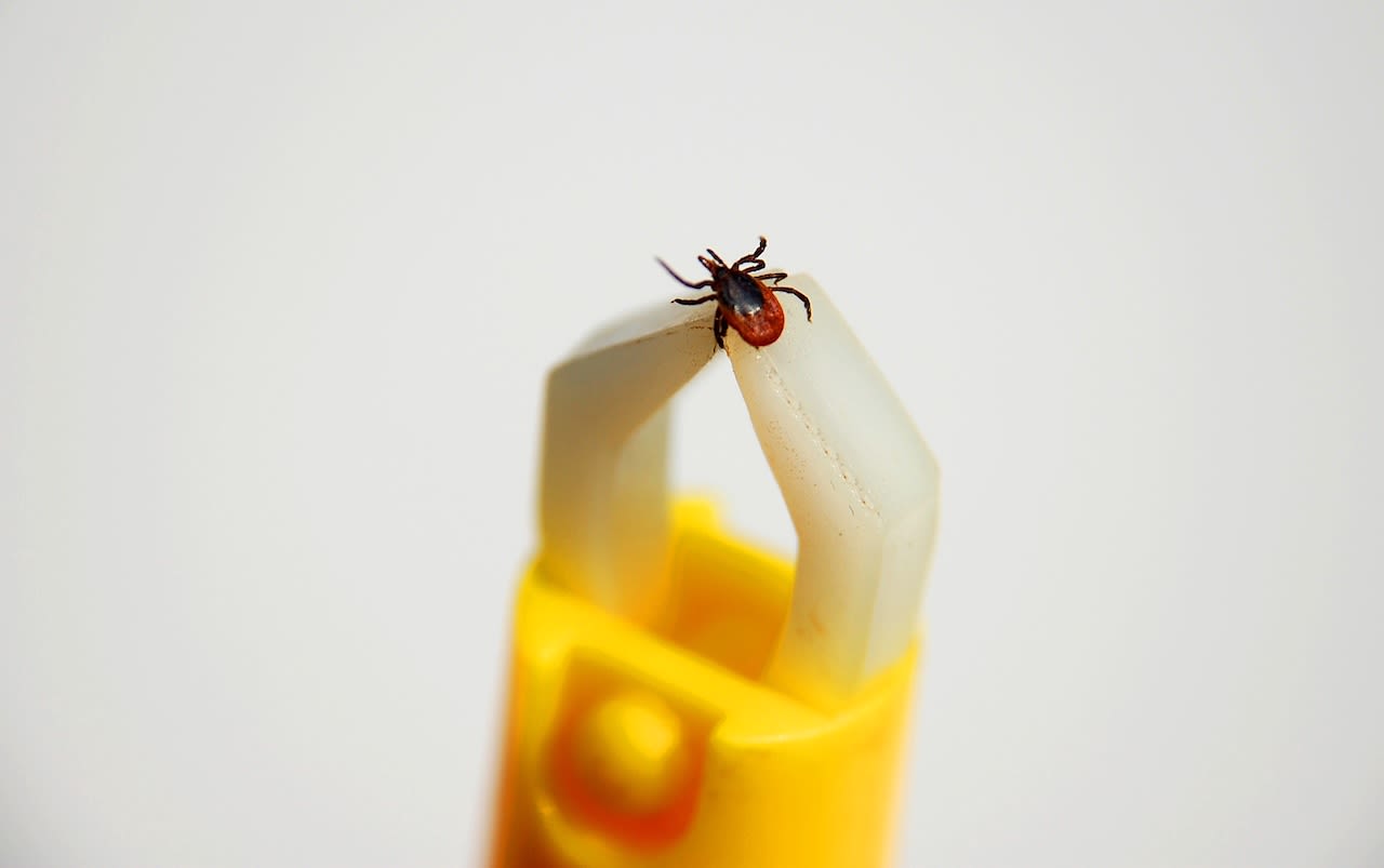 Een teek in een tekentang. Foto: Adobe Stock / miss_mafalda
