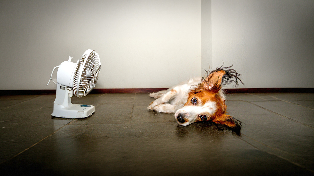 Live-blog hitte: zomer piekt naar 38 graden!