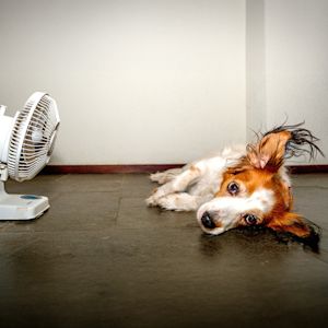 Live-blog hitte: zomer piekt naar 37 graden!