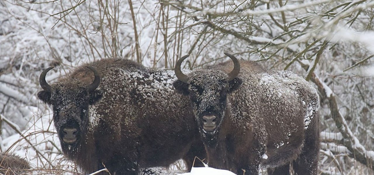 De invloed van ijskoud weer op grote grazers