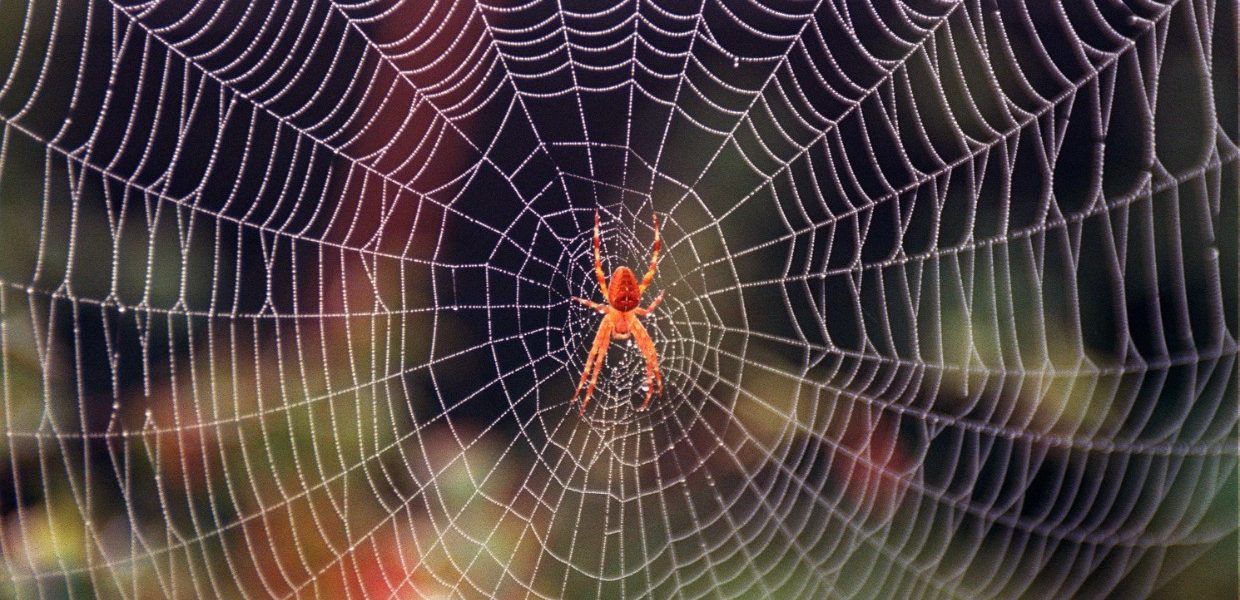 Weer minder spinnen geteld, mogelijk door droogte