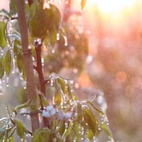 Zo voorkomen telers dat knoppen van fruitbomen kapotvriezen