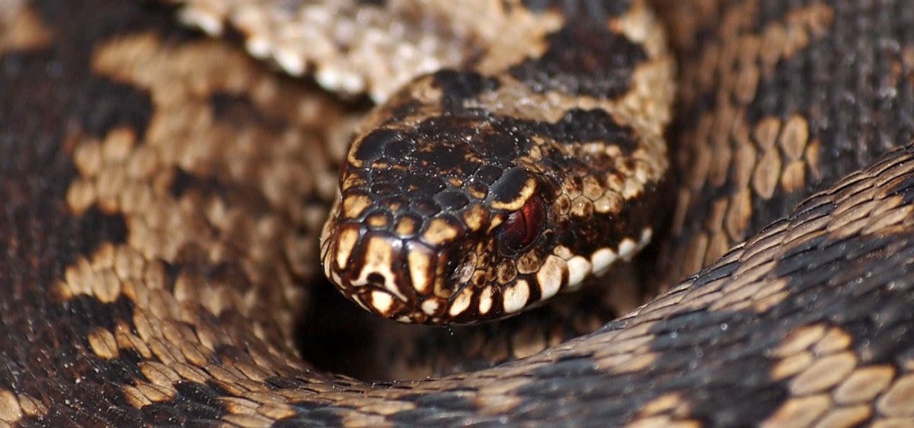 e85805b8-vipera-berus-53-adder-saxifraga-hans-dekker-002-1280x600