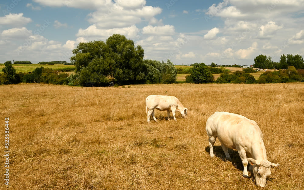 Koeien grazen in een droog veld in België. Foto: Adobe Stock / James d'Almeida