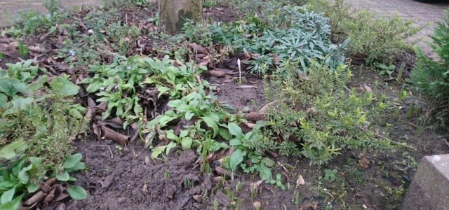 Opkomende-bloemen-door-warmte-e1516813419137