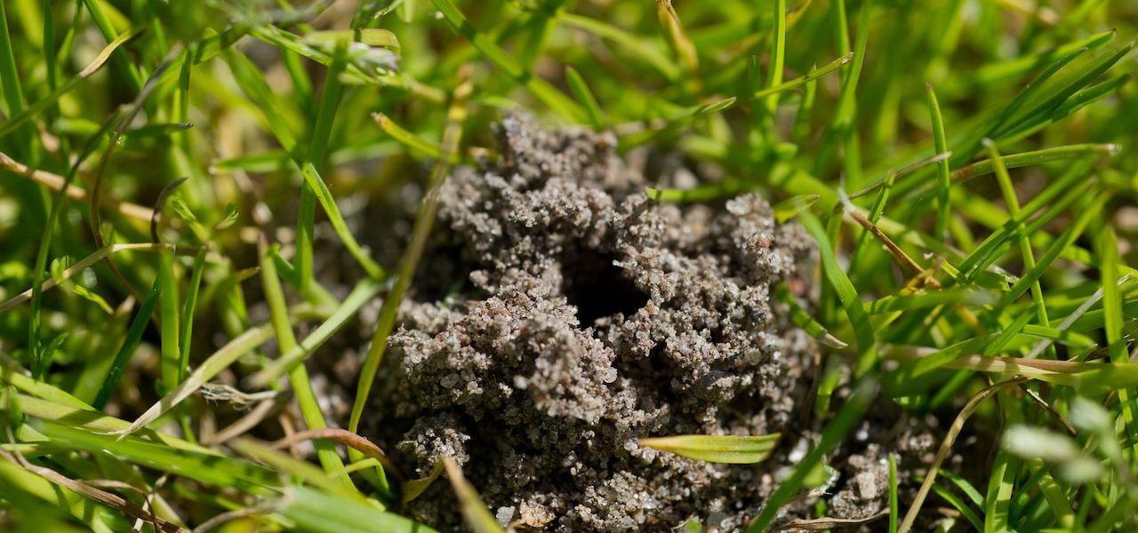 Droogte en warm weer laten regenwormen in tuinen floreren
