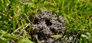 Droogte en warm weer laten regenwormen in tuinen floreren