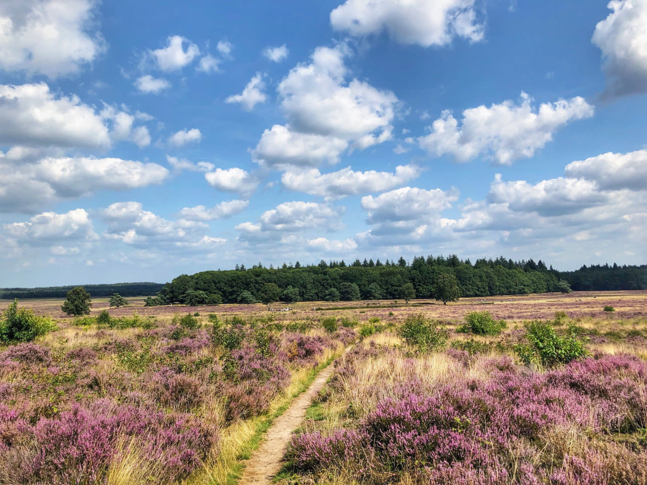 Heide-in-bloei-op-drukkend-warme-zomerdag