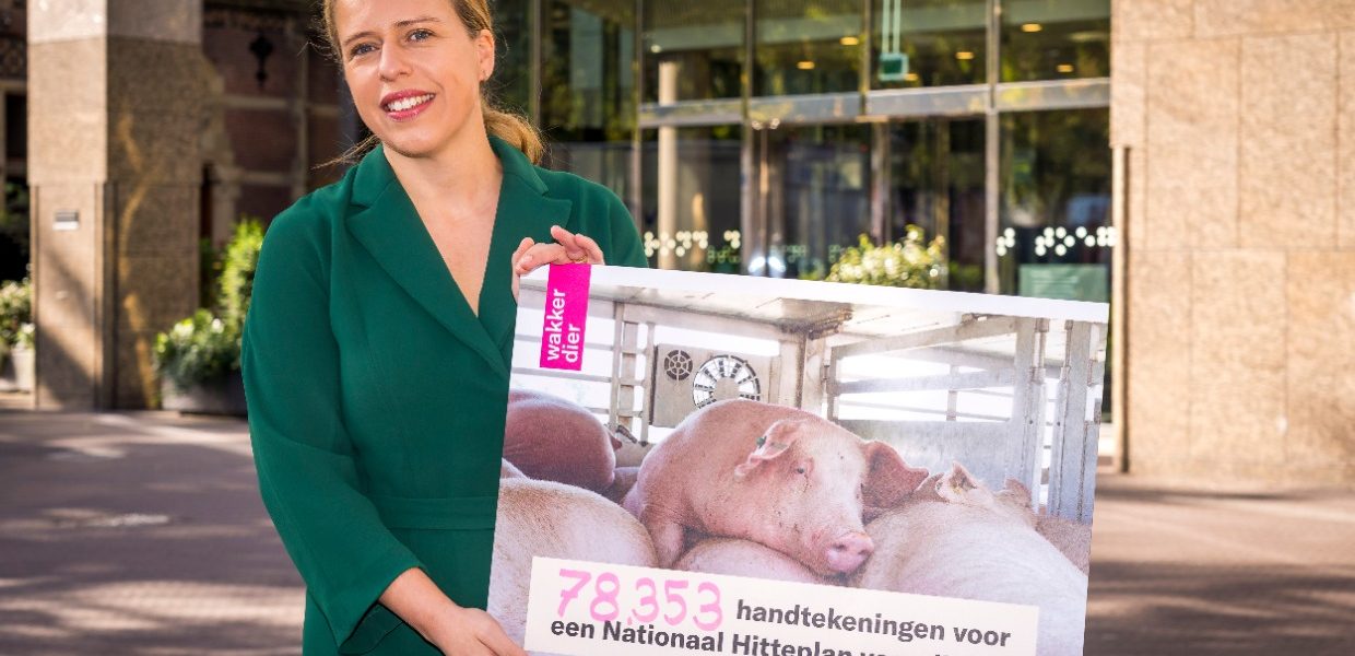 ‘146 miljoen dieren leden deze zomer aan hittestress’
