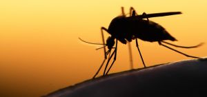 Dit kan je doen om te voorkomen dat je lekgeprikt wordt door muggen