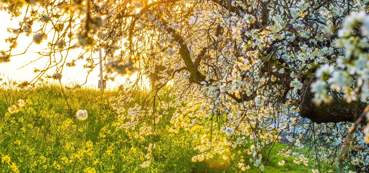 weerfotoweek-1280x600