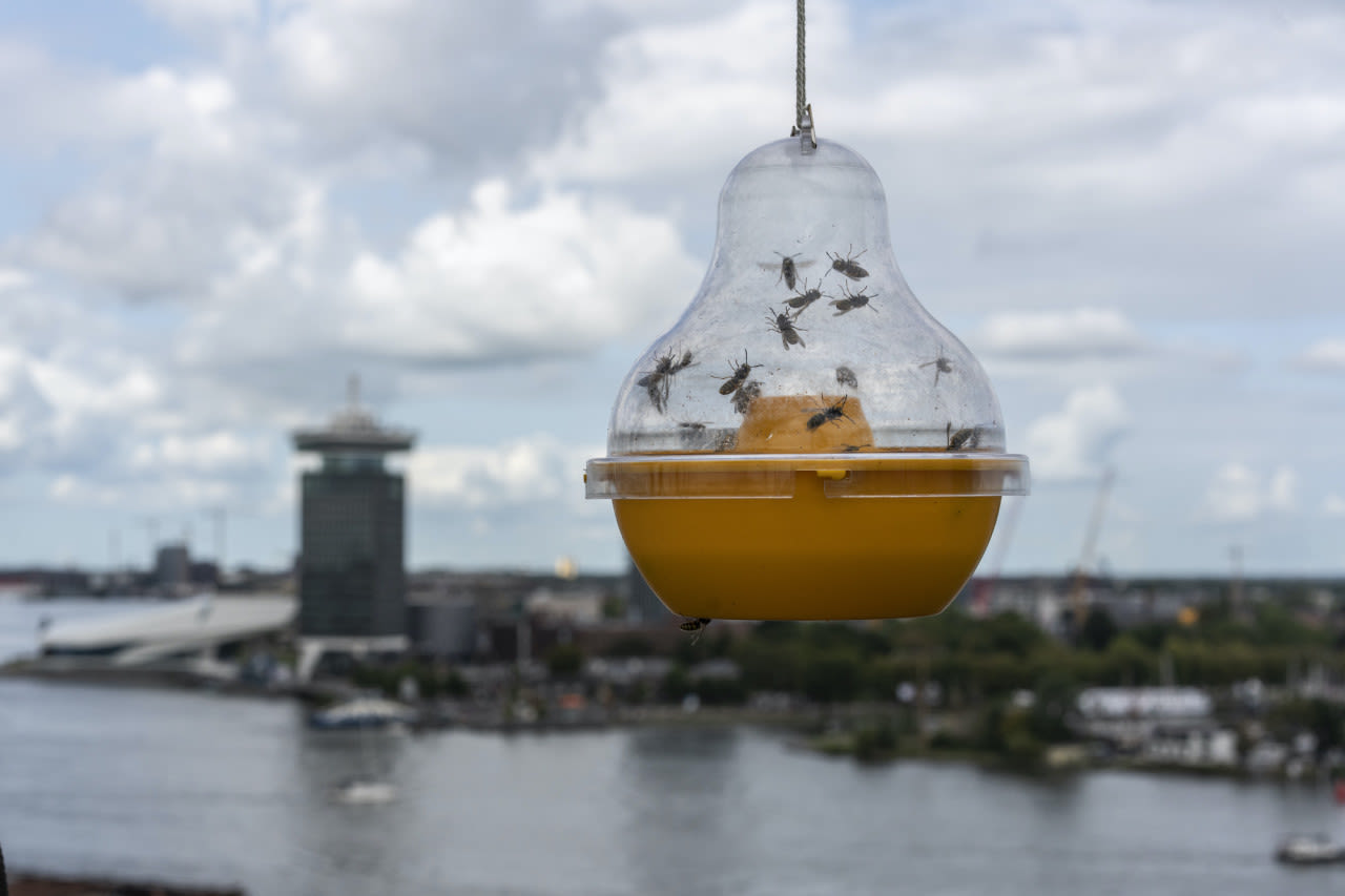 Wespenval op een dakterras in Amsterdam. Foto: Adobe Stock / Petra