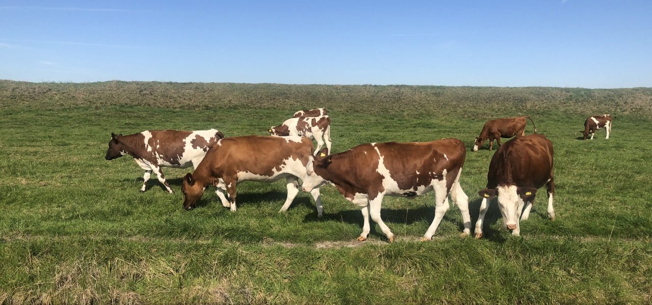 weerfotojaarzon-1280x600