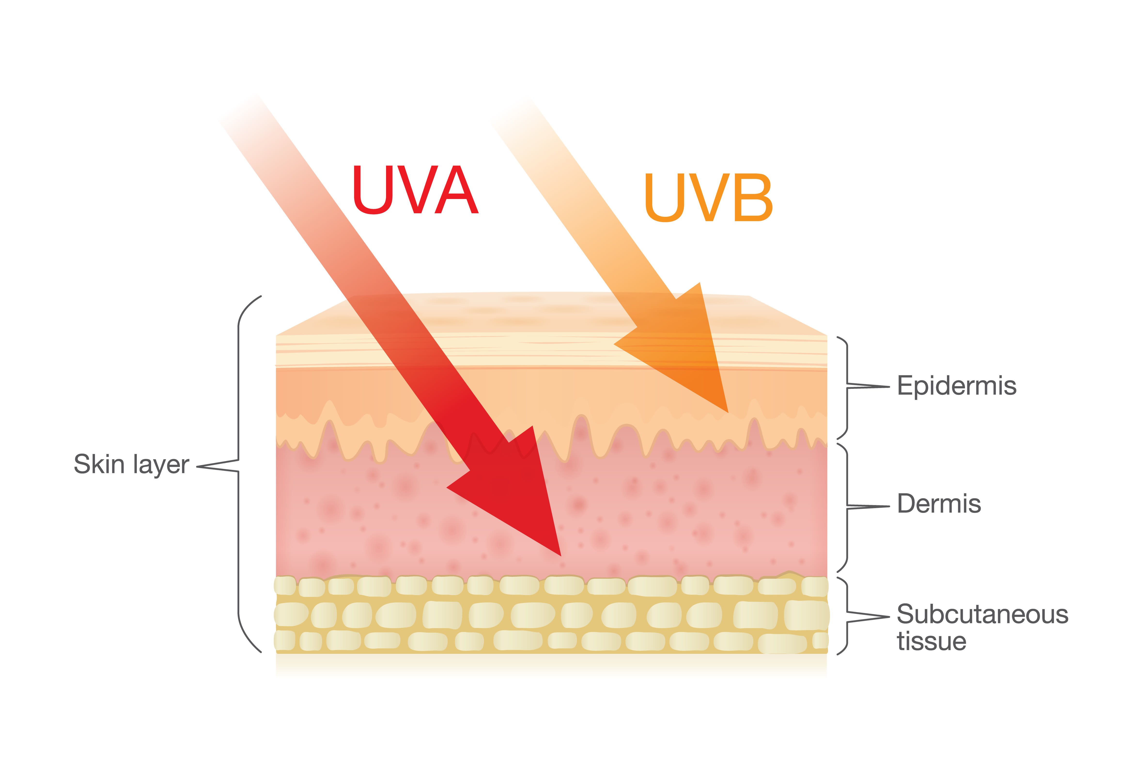 Soorten UV-straling. Bron: Adobe Stock / logo3in1