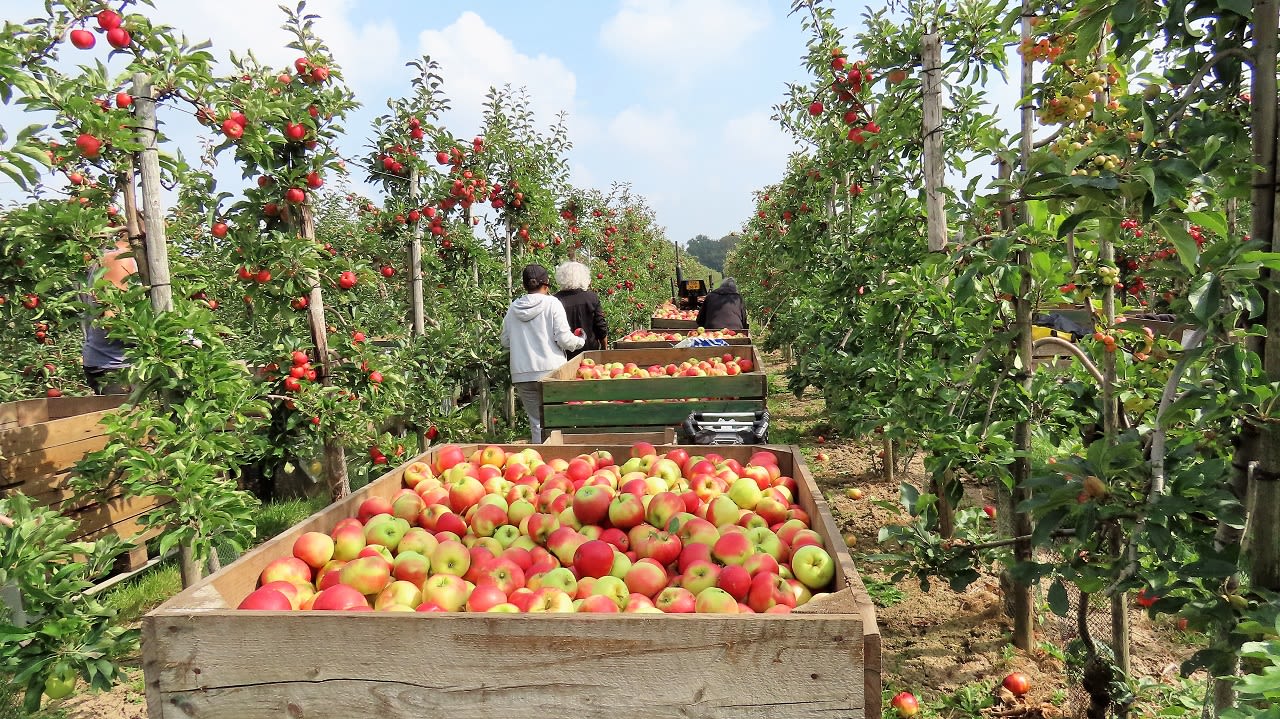 Appels plukken. Foto: Jan Horde