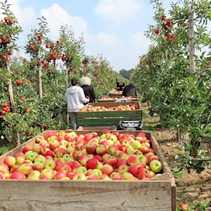 Appels en peren, wanneer het beste oogsten?