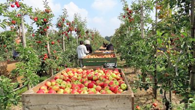 Appels en peren, wanneer het beste oogsten?