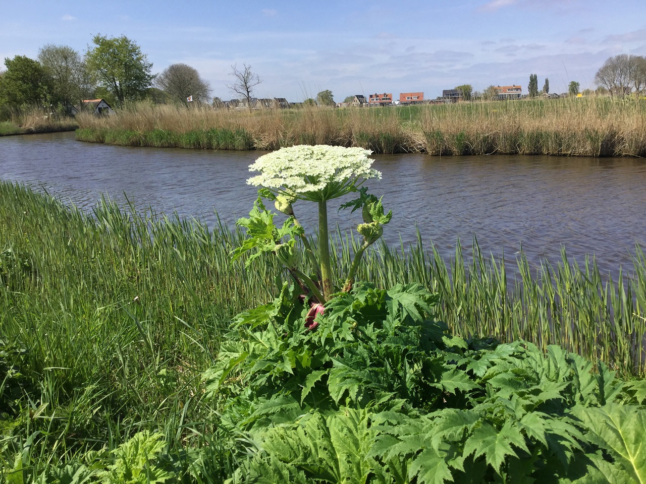 Een reuzenberenklauw langs het water. Foto: Cock van Schaik