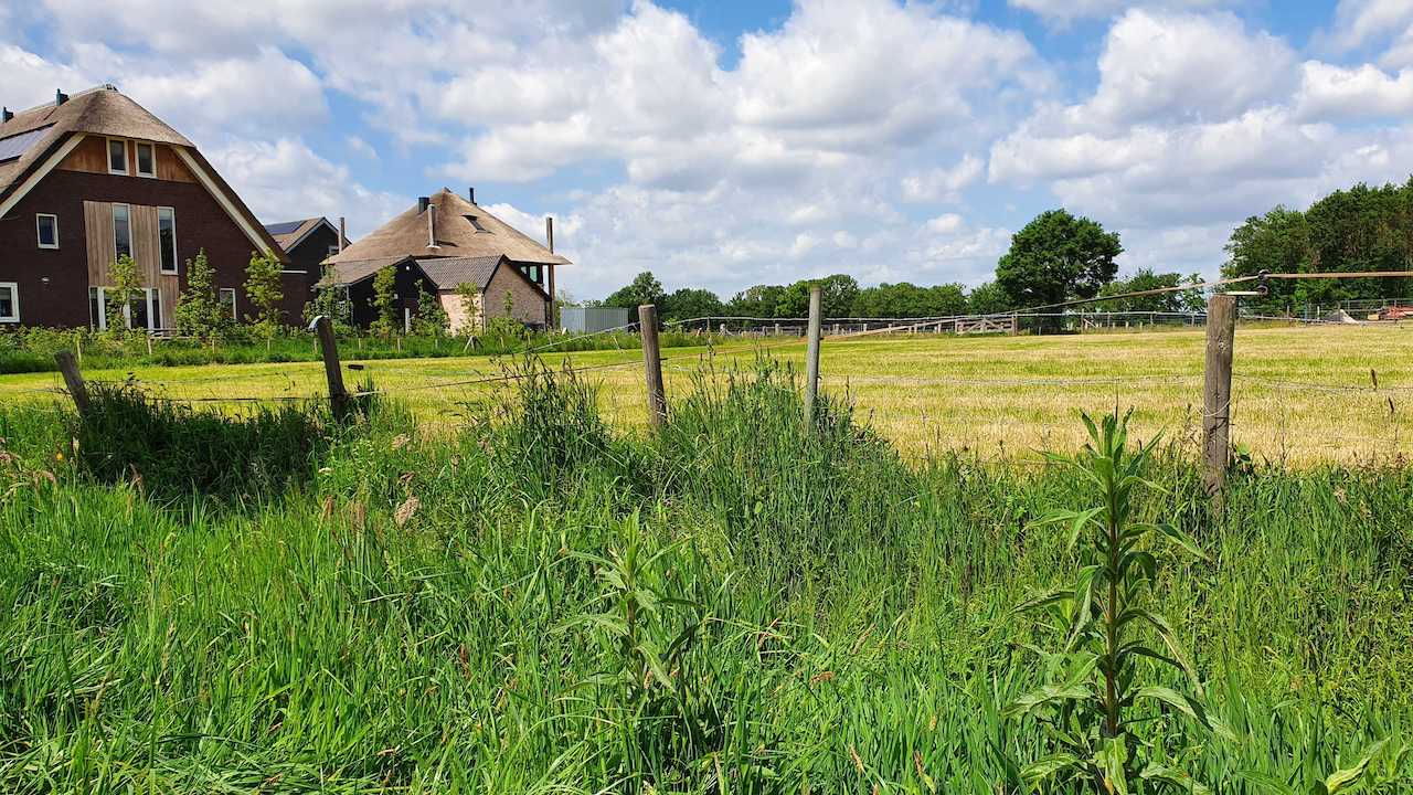 Bloeiend-gras-aan-slootkant-en-geel-pasgemaaid-weiland