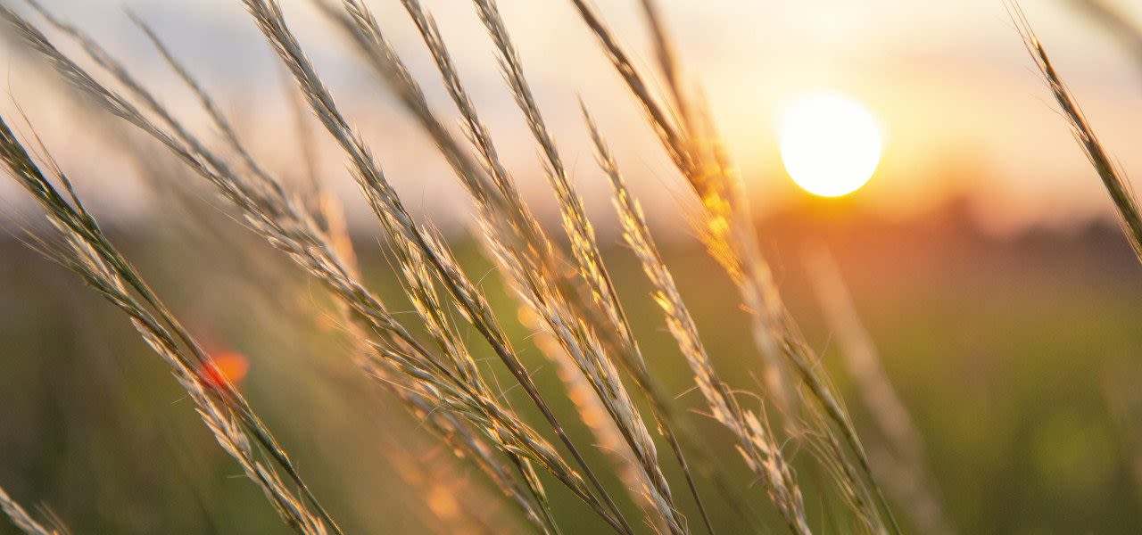 Bloeiend gras. Foto: Adobe Stock / Una
