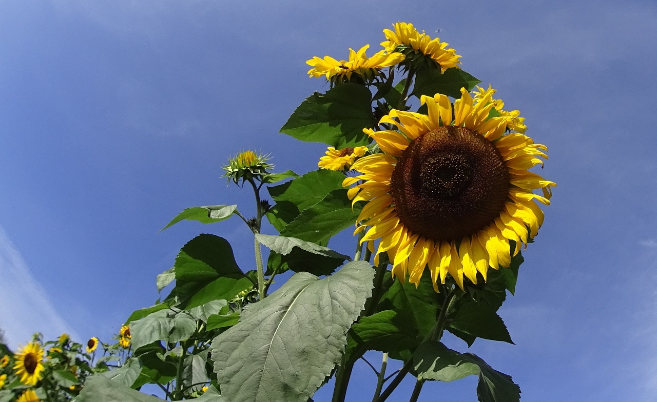 Bloeiende zonnebloemen. Foto: Paul Hermans