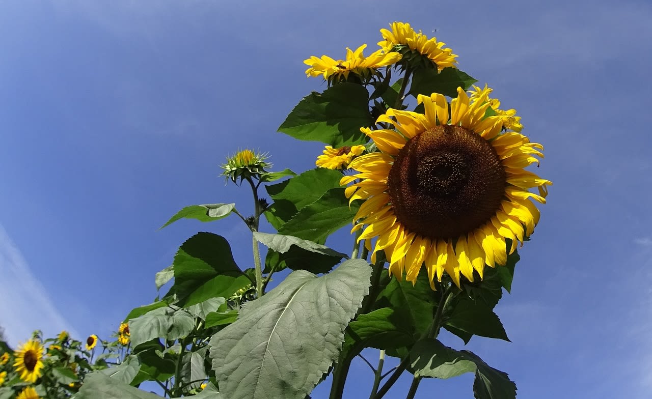 Bloeiende zonnebloemen. Foto: Paul Hermans