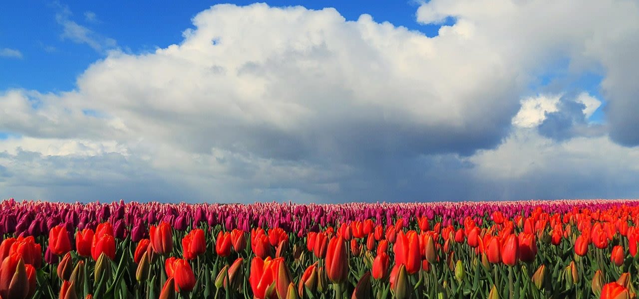 Tulpen-buien-en-zon-1280x600