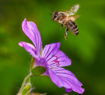 Deze bloemen helpen bijen in de herfst