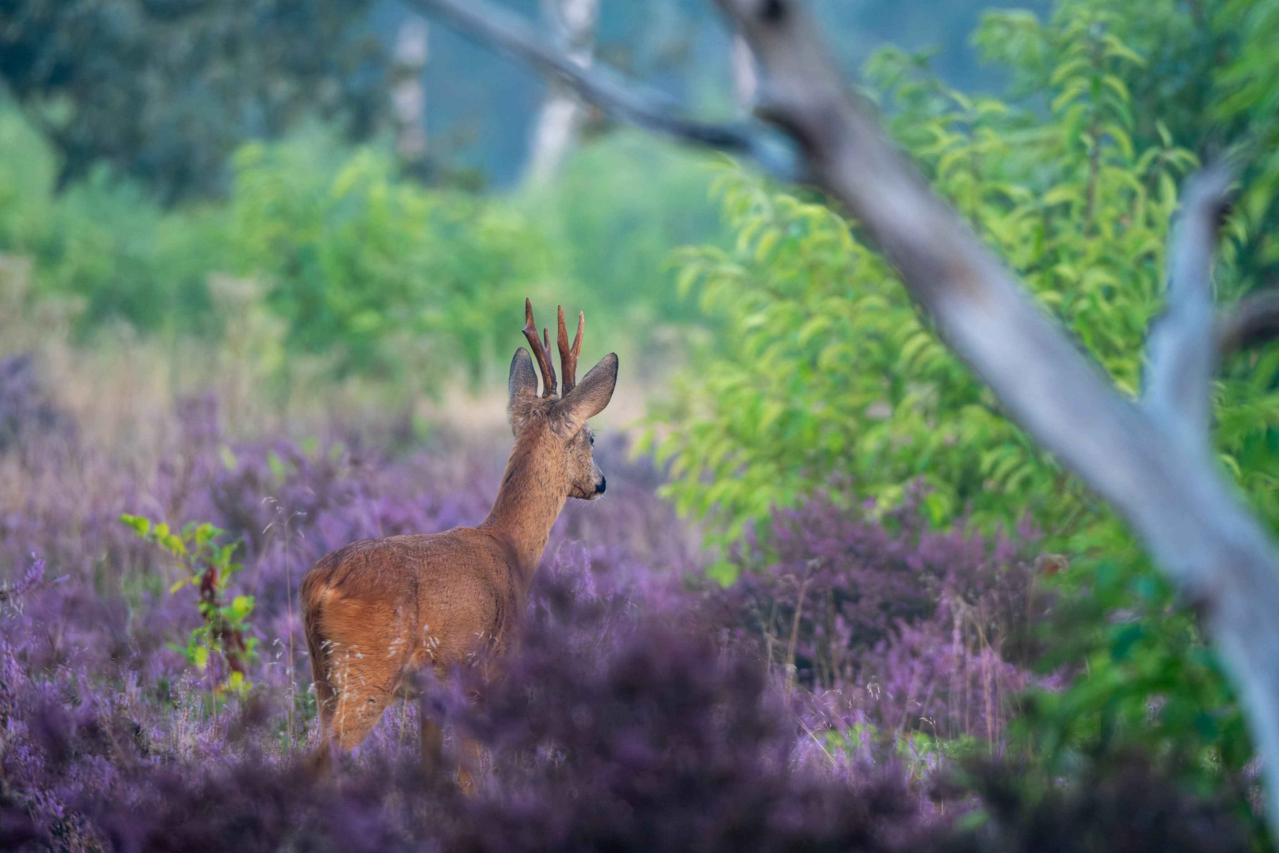 In de natuur kun je in nazomer ook mooi wild spotten. Foto: Roelie van der Vegt.