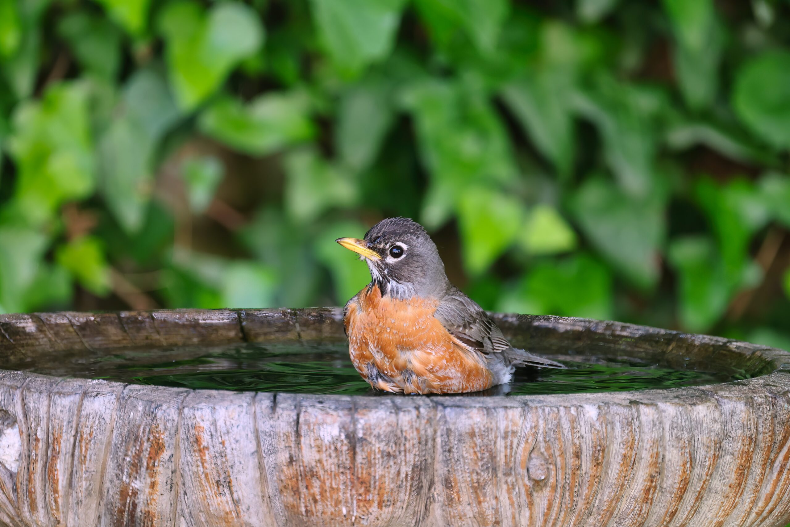 Vogel in waterbak. Foto: pixabay