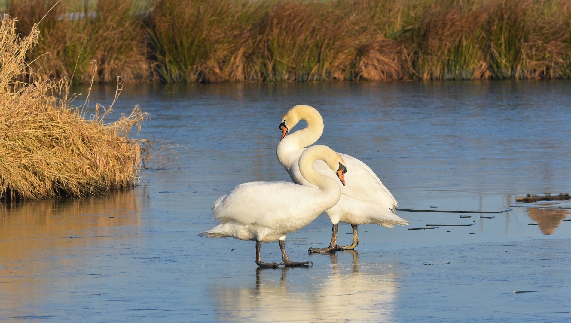 Zwanen op natuurijs in februari. Foto: Cynthia Leusden